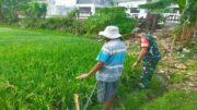 Dukung Ketahanan Pangan, Babinsa Koramil 0808/20 Sananwetan Terjun Langsung Ke Lapangan