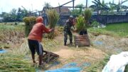 Dukung Hanpangan, Serka Aminoto Bantu Panen Padi Warga Binaannya