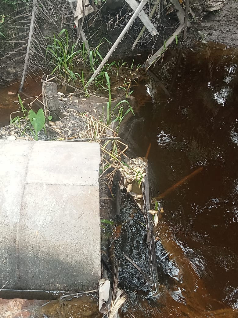 Pabrik Kelapa Sawit (PKS) LSP Libo Jaya Diduga Sengaja Buang Limbah Cair Ke Sungai