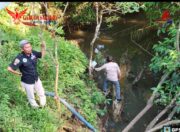 Diduga Ikan Banyak Mati Karena Limbah PKS PT. Makmur Palma Lestari (MPL)
