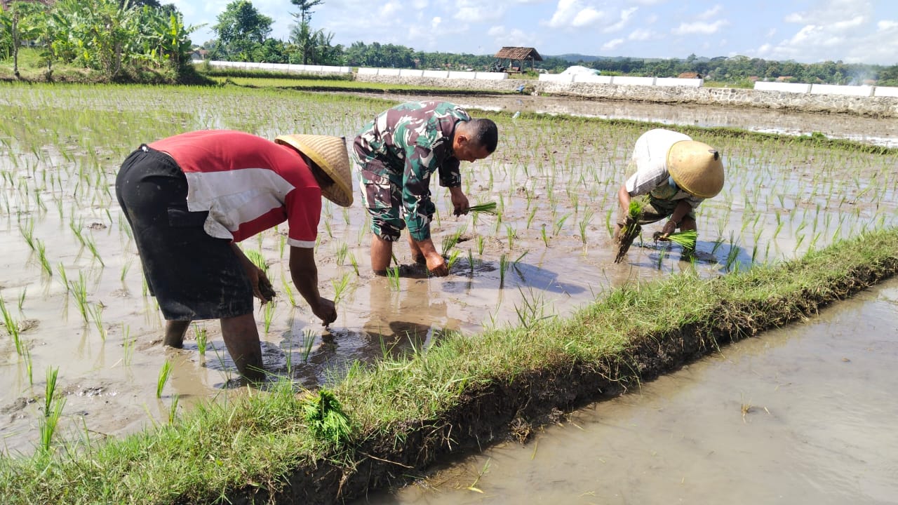 Tingkatkan Sinergitas Dengan Warga Binaannya, Babinsa Koramil 0808/10 Kademangan Bantu Tanam Padi