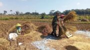 Hadir Di Tengah Masyarakat, Serda Khamid Bustomi Bantu Memanen Padi Poktan Sidomakmur