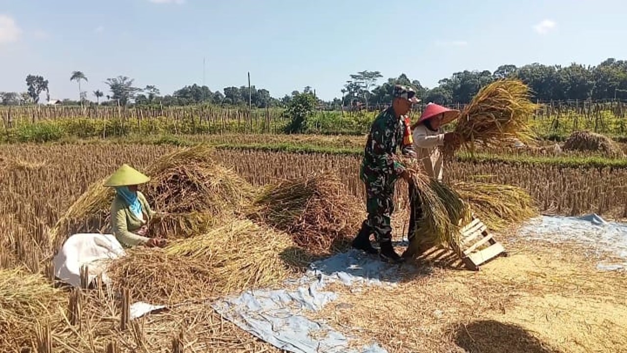 Hadir Di Tengah Masyarakat, Serda Khamid Bustomi Bantu Memanen Padi Poktan Sidomakmur