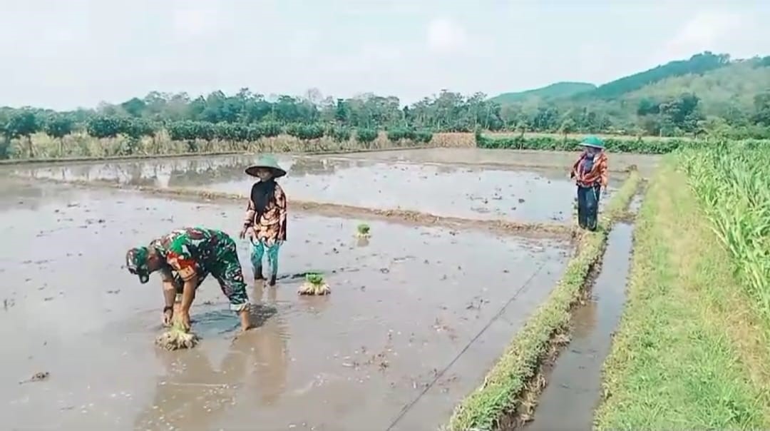 Terjun Langsung Ke Lapangan, Serda Lukman Hariyanto Bantu Petani Menanam Padi