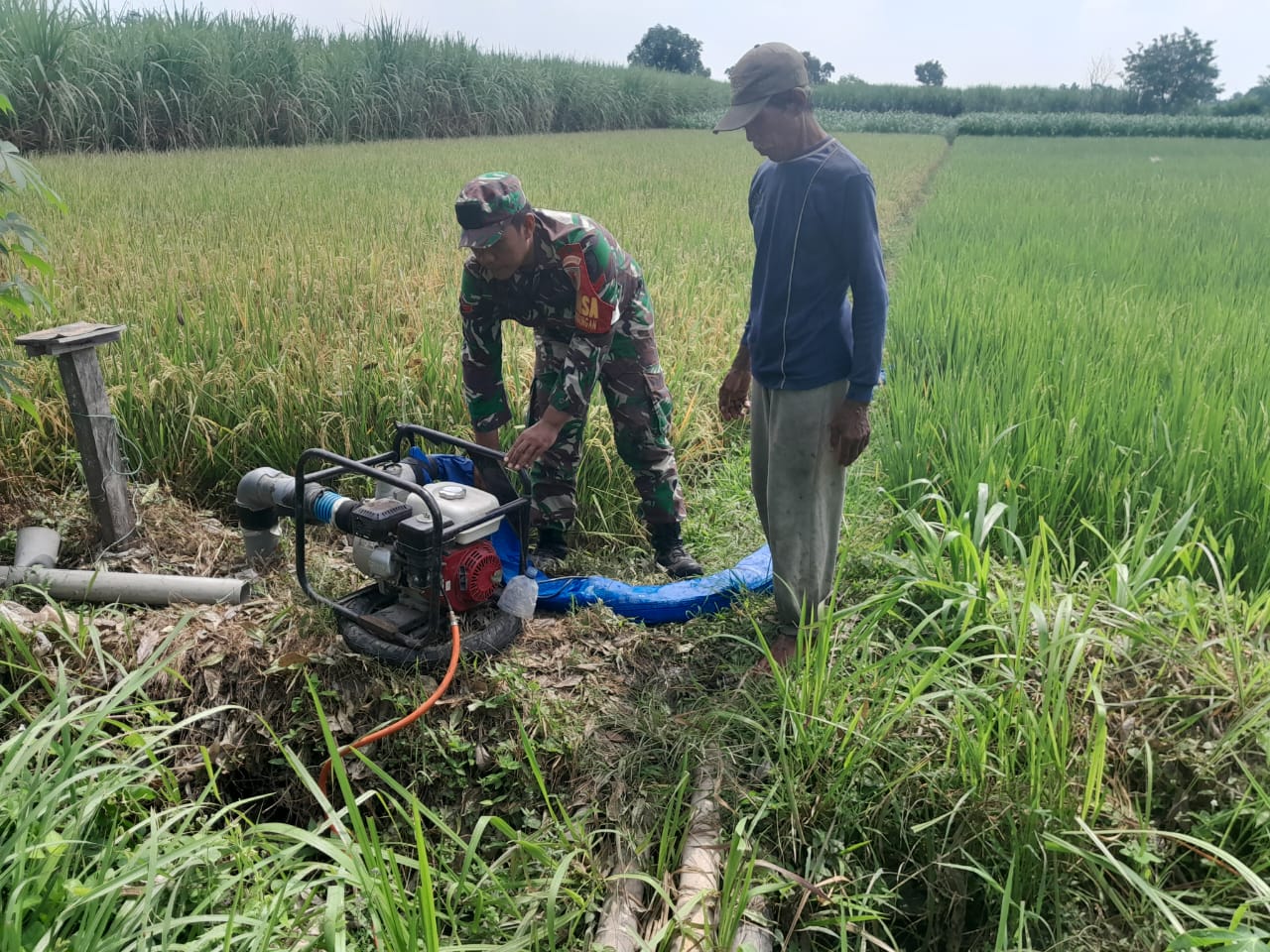 Solidnya Babinsa Dan Kelompok Tani Di Udanawu Dalam Ketahanan Pangan