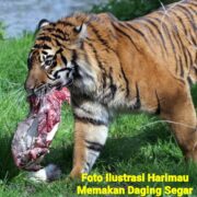 The King Of Jungle Sumatera Kembali Beraksi!!! Pekerja HTI di Riau Tewas Diterkam Harimau Sumatera