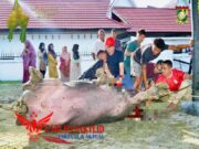 Sembelih Sendiri Hewan Qurbannya, Pj. Bupati Kampar ; Sebagai Bentuk Ketaatan Hamba Kepada Allah SWT