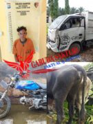 Pelaku dan Barang Bukti Pencurian Hewan Ternak Diserahkan Massa Ke Polsek Tapung Hilir 