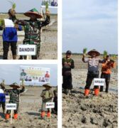 Dukung Ketahanan Pangan Nasional, Kodim 0321 Rohil Perdana Tanam Padi Sawah