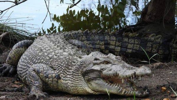 Nyaris! Warga Inhil Hampir Jadi Mangsa Buaya