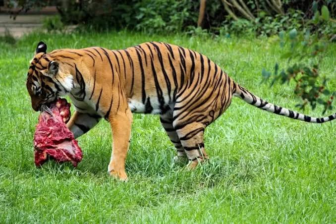 Pekerja Kebun PT SAS Diterkam Harimau Sumatra Hingga Tewas