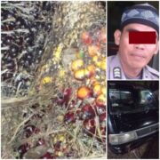 WAH Gawat ni !!! Oknum Polisi di Rohul Ditangkap Warga, Diduga Mencuri Sawit