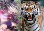 Kepala Pencari Kayu di Siak Robek Diterkam Harimau