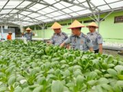 Dukung Program Ketahanan Pangan Nasional, Seksi Giatja Lapas Pekanbaru Terus Produktif Dengan Memanen Sayuran Pakcoy