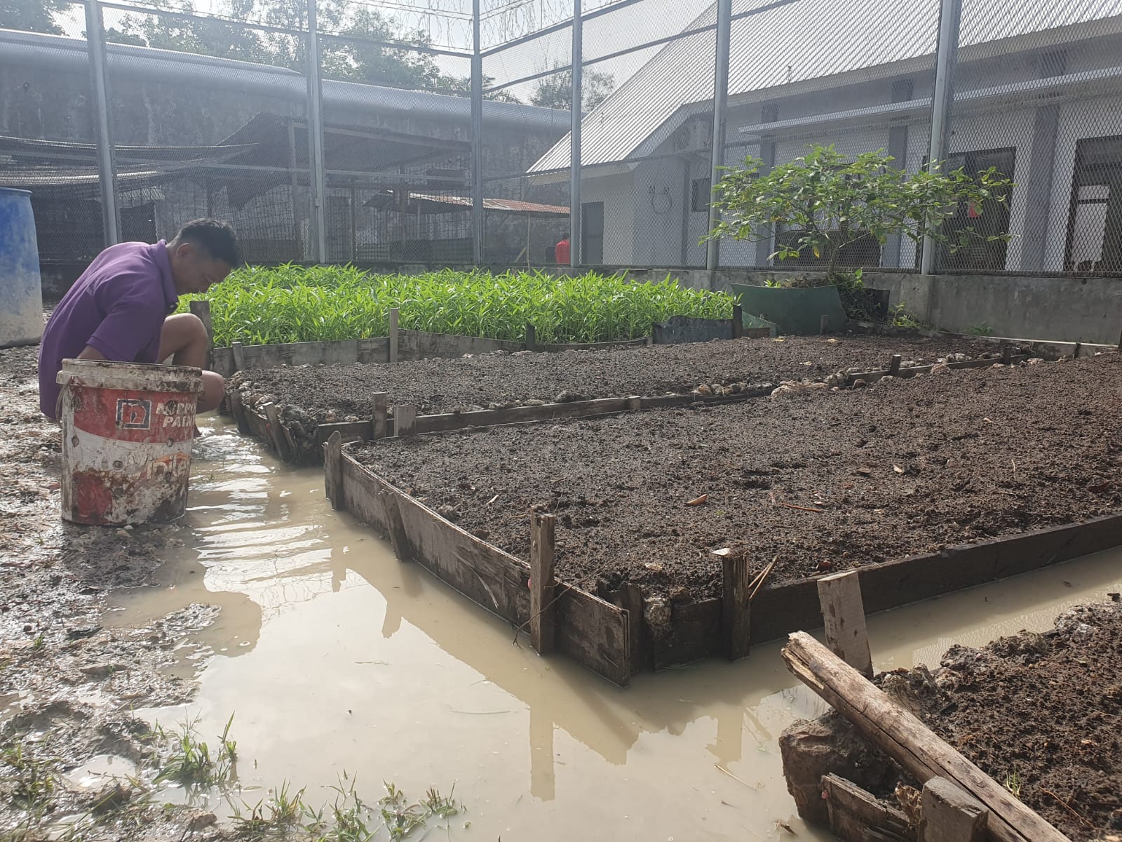 Dukung Program Ketahanan Pangan Nasional, Subseksi Giatja Lapas Narkotika Rumbai Lakukan Penanaman Sayur