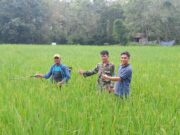 Kunjungan PPL ke Kelompok Tani Batu Loncatan di Dusun Sipungguk: Mendengar Aspirasi dan Memberikan Solusi