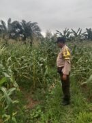 Polsek Kuantan Hilir Dukung Program ASTA CITA Presiden RI Melalui Pengecekan Tanaman Jagung Manis