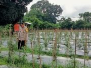 Polsek Kuantan Tengah Dukung Program ASTA CITA Presiden RI Dengan Pengecekan Tanaman Cabe Merah