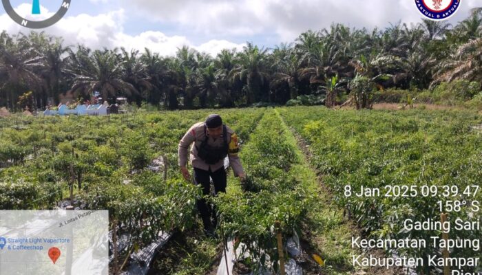 Bhabinkamtibmas Gading Sari Berikan Sentuhan “Sehat dan Aman” di Kebun dan Kolam Warga!    