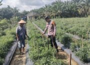Polsek Ujungbatu Lakukan Peninjauan Lahan Program Ketahanan Pangan