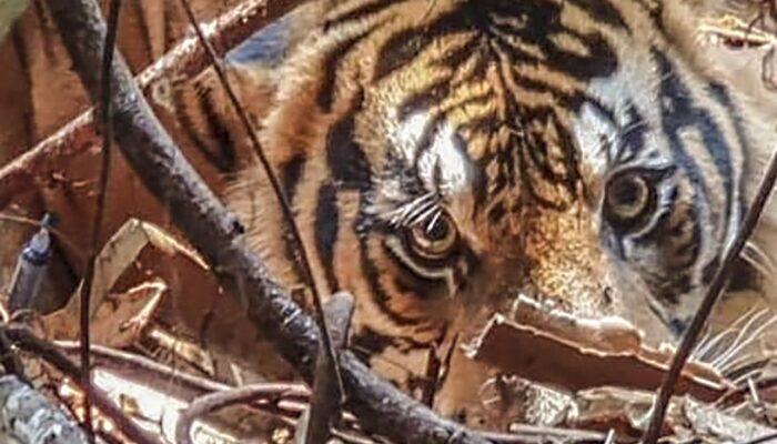 Mencekam Harimau Sumatera Masuk Camp Pekerja PBPH