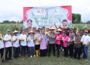 Polres Kampar Sukses Panen Raya Jagung Tahap I, Wujudkan Sinergi dan Dukung Ketahanan Pangan Nasional!