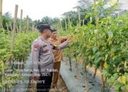 Bhabinkamtibmas Polsek Kampar Kiri Dorong Kemandirian Pangan, Tanam Cabe dan Terong di Pekarangan Warga!