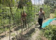 Bhabinkamtibmas Polsek Tambang Dorong Kemandirian Pangan, Pantau Tanaman Kacang Panjang Warga di Desa Kampar!