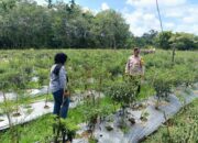 Polsek Kuantan Tengah Cek Tanaman Cabai Merah di Lahan Kelompok Tani Maju Bersama, Dukung Program ASTA CITA Presiden RI