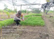 Bhabinkamtibmas Polsek Kampar Dorong Ketahanan Pangan, Tanam Sayur dan Jagung Bersama Warga di Desa Gunung Sari