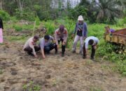 Polsek Kuantan Tengah Dukung Program ASTA CITA Presiden dengan Penanaman Jagung Pipil di PT Bangun Persada Tata Makmur