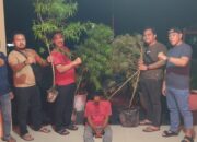 Polisi Bongkar Budidaya Ganja di Perumahan Siak Hulu, 4 Batang Tanaman Disita!