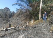 Polres Kuantan Singingi Ungkap Kasus Kebakaran Lahan di Kawasan Hutan Lindung Bukit Betabuh