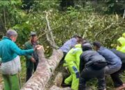 Gerak Cepat, Sat Samapta Polres Kampar Evakuasi Pohon Tumbang di Jalan Petapahan-Bangkinang