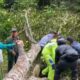 Gerak Cepat, Sat Samapta Polres Kampar Evakuasi Pohon Tumbang di Jalan Petapahan-Bangkinang