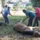 Kapolres Kuansing bagikan daging kurban kepada warga, sebanyak 6 Ekor Sapi Dalam Rangka Hari Raya Idul Adha 1446 H