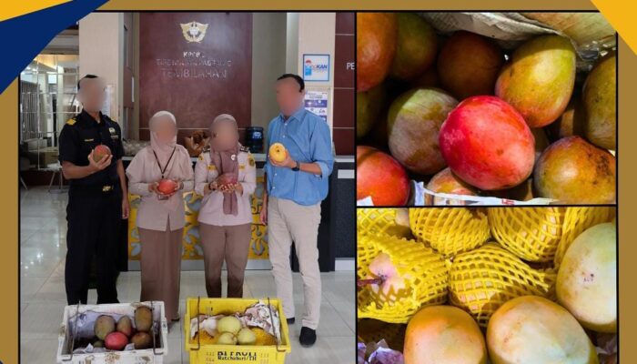 Bea Cukai Inhil Serahkan Kasus 15 Ton Mangga Tanpa Dokumen ke Karantina, Lengkap dengan Berita Acara