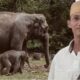 Gajah TNTN