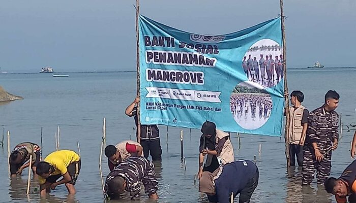 Penanaman Ribuan Mangrove Dipimpin TNI AL Babel, Mahasiswa IAIN SAS & Warga Belinyu Ikut Serta