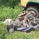 Ini Kronologi Kecelakaan Laka Lantas Mobil Truck VS Sepeda Motor Di Kecamatan Sekernan Muaro Jambi