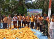 Panen Raya Jagung Digelar Di Desa Betung Berdarah Timur Kecamatan Tebo Ilir
