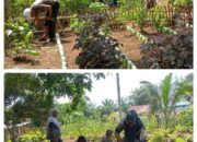 Pemdes Mengupeh Bersama Masyarakat Kompak Menanam Di Perkebunan Toga RT.20