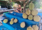 Pedagang Durian di Muara Uwai Geram: Sekda Kok Begitu, Malu Kami Dengar Ucapannya