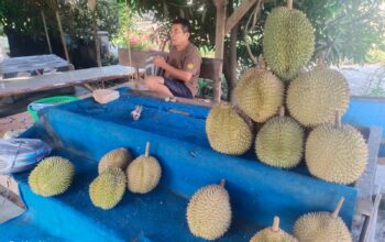 Pedagang Durian di Muara Uwai Geram: Sekda Kok Begitu, Malu Kami Dengar Ucapannya