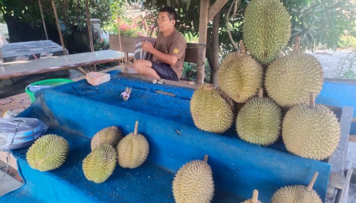 Pedagang Durian di Muara Uwai Geram: Sekda Kok Begitu, Malu Kami Dengar Ucapannya