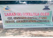 Warga Desa Kota Lama – Rokan Hulu Resah, Sekelompok Orang Atasnamakan KSO PT Agrinas Palma Nusantara Tiba-Tiba Panen Sawit Warga
