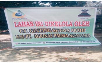 Warga Desa Kota Lama – Rokan Hulu Resah, Sekelompok Orang Atasnamakan KSO PT Agrinas Palma Nusantara Tiba-Tiba Panen Sawit Warga