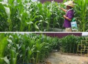 Asah Kemampuan Bertani, Warga Binaan Lapas Narkotika Rumbai Rawat Tanaman Jagung
