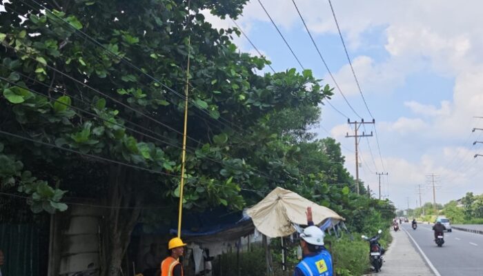 PLN ULP Rumbai Tertibkan Ranting Pohon di Jalan Paus, Pastikan Pasokan Listrik Aman dan Andal