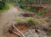 Jalan Rusak Parah di Desa Molopatodu: Petani Terjebak Krisis, Panen Terancam Gagal.